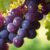 Ile kalorii mają winogrona? Czy ich spożycie sprzyja zdrowej diecie?